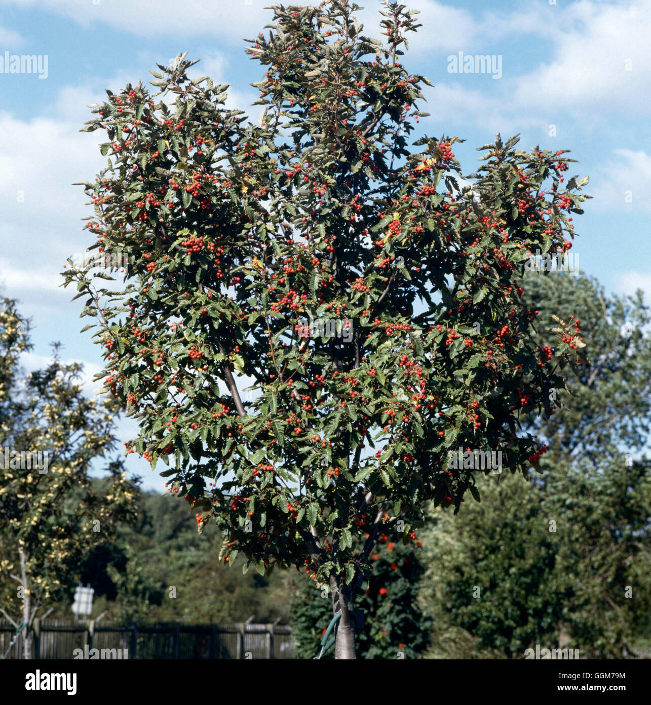 Sorbus x thuringiaca - `Fastigiata'   TRS025495 Stock Photo